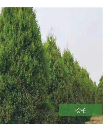 標題：名貴樹種
瀏覽次數(shù)：1264
發(fā)表時間：2020-10-17